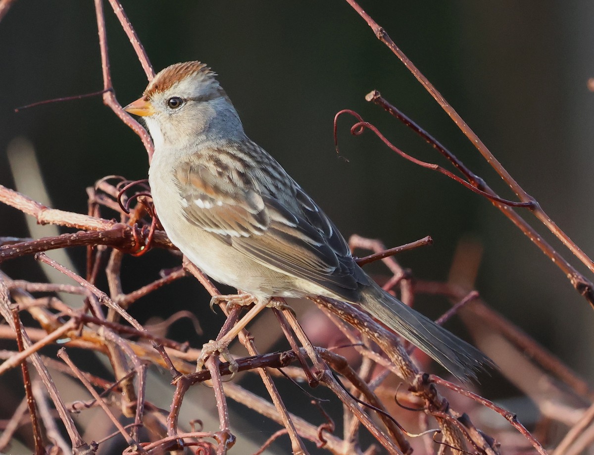 Porsuk Serçesi - ML647792726