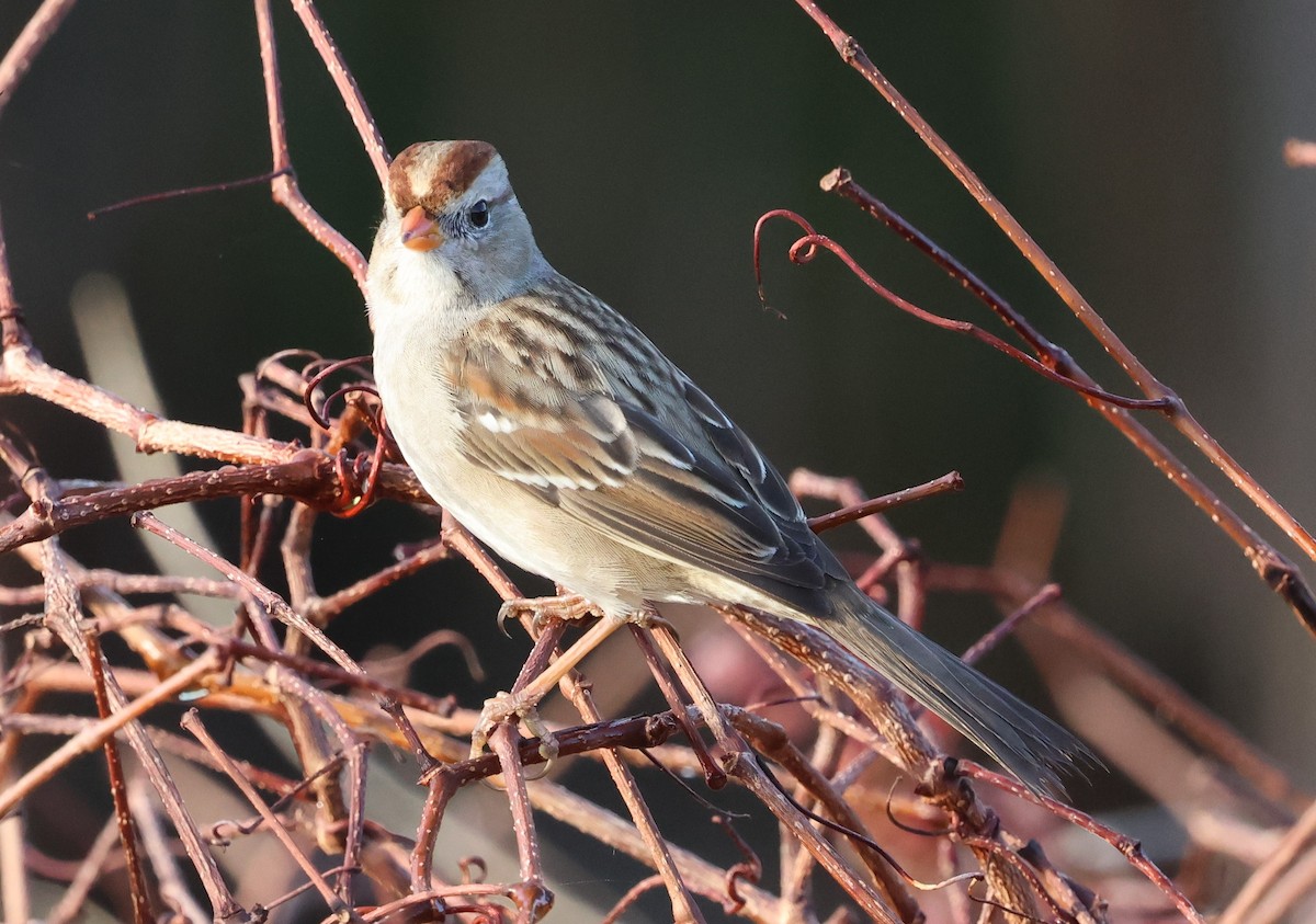 Porsuk Serçesi - ML647792727