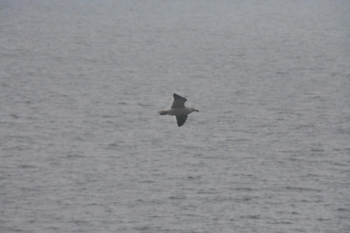 Dolphin Gull - ML647792751