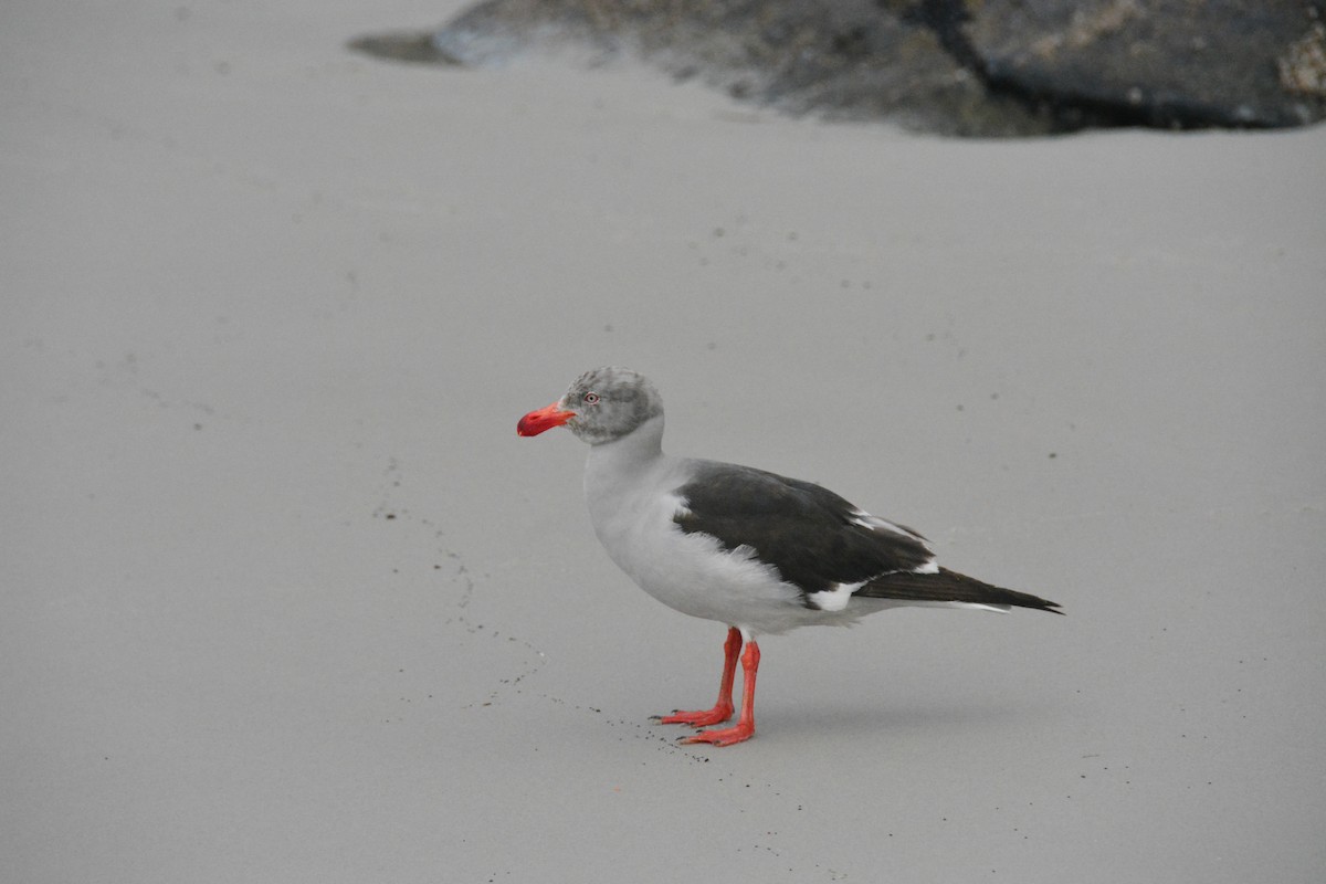Dolphin Gull - ML647792806
