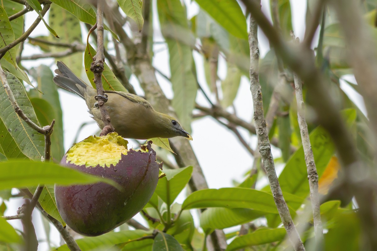 Palm Tanager - ML647792836