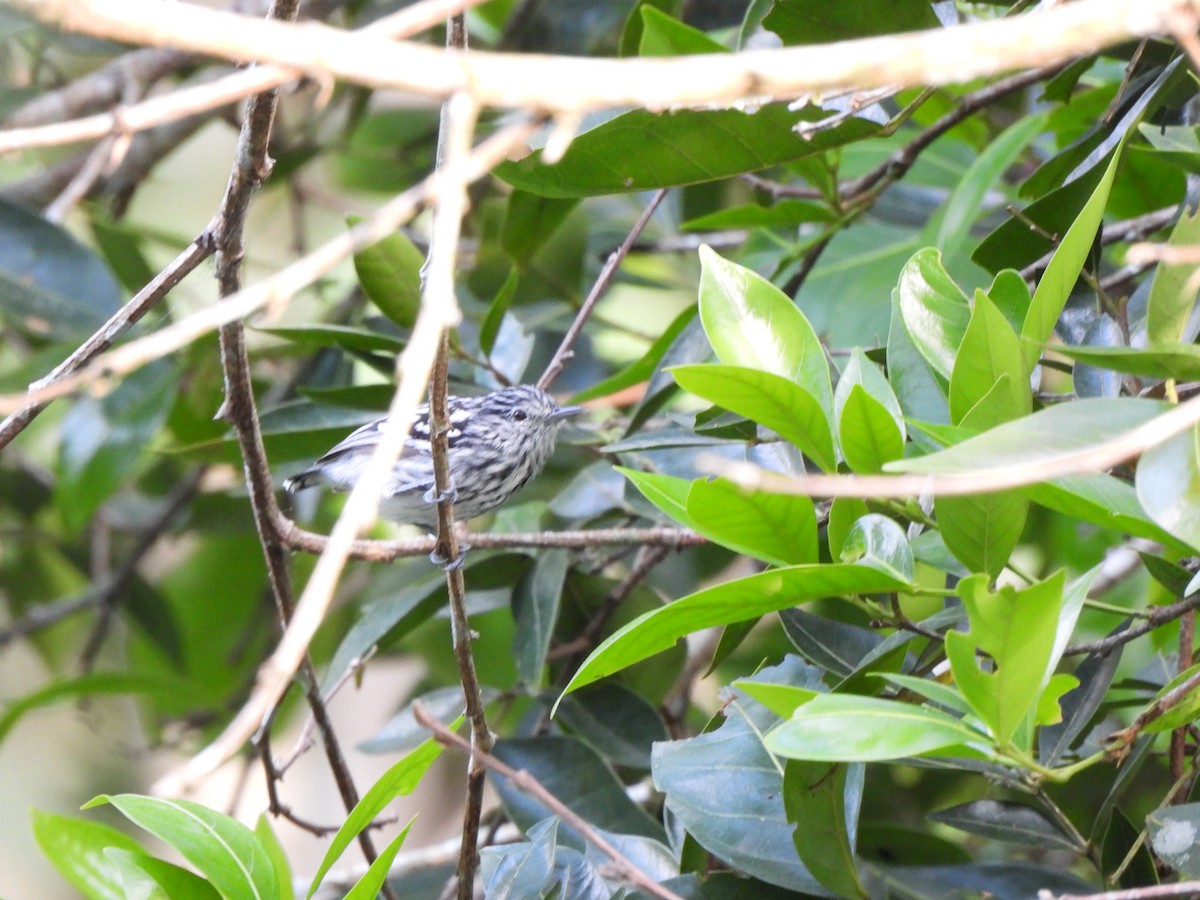 Pacific Antwren - ML647792851