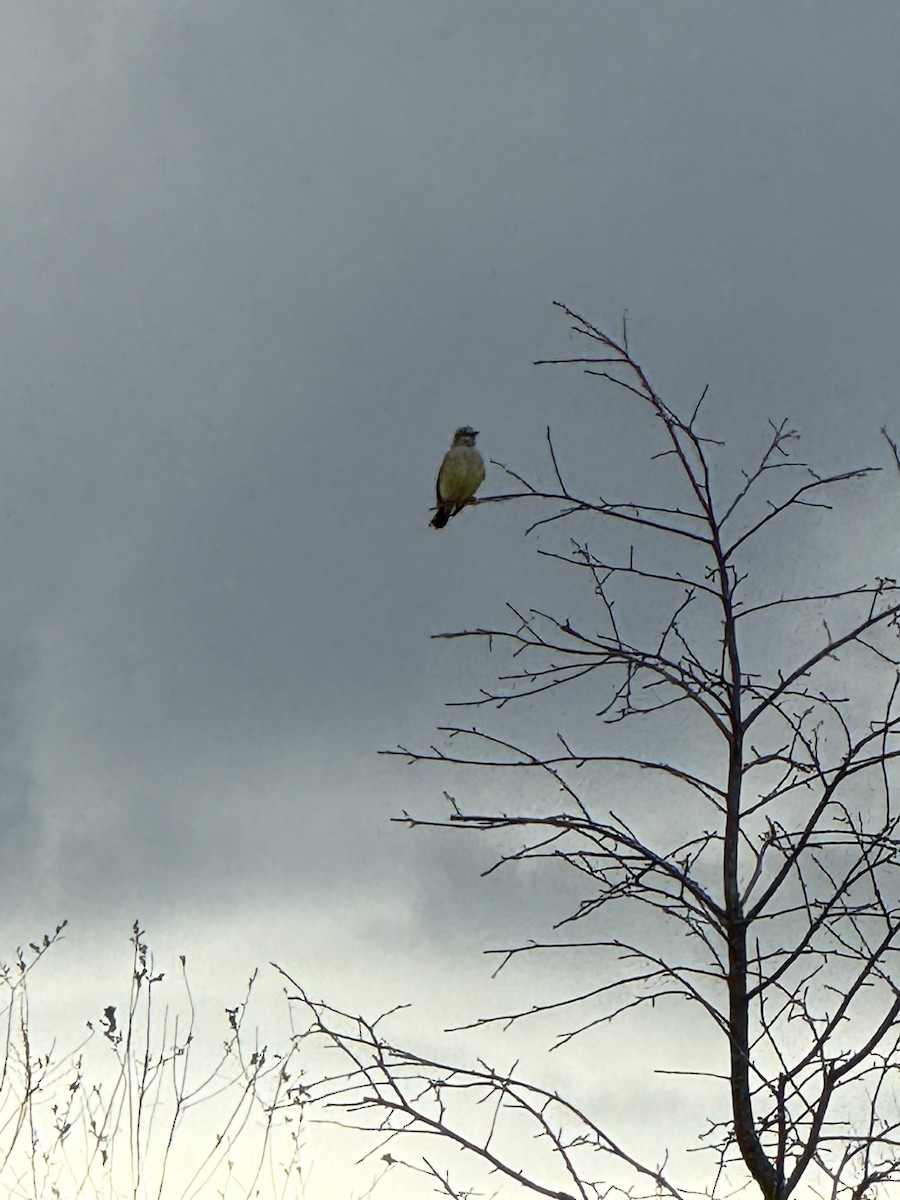 Western Kingbird - ML647792881
