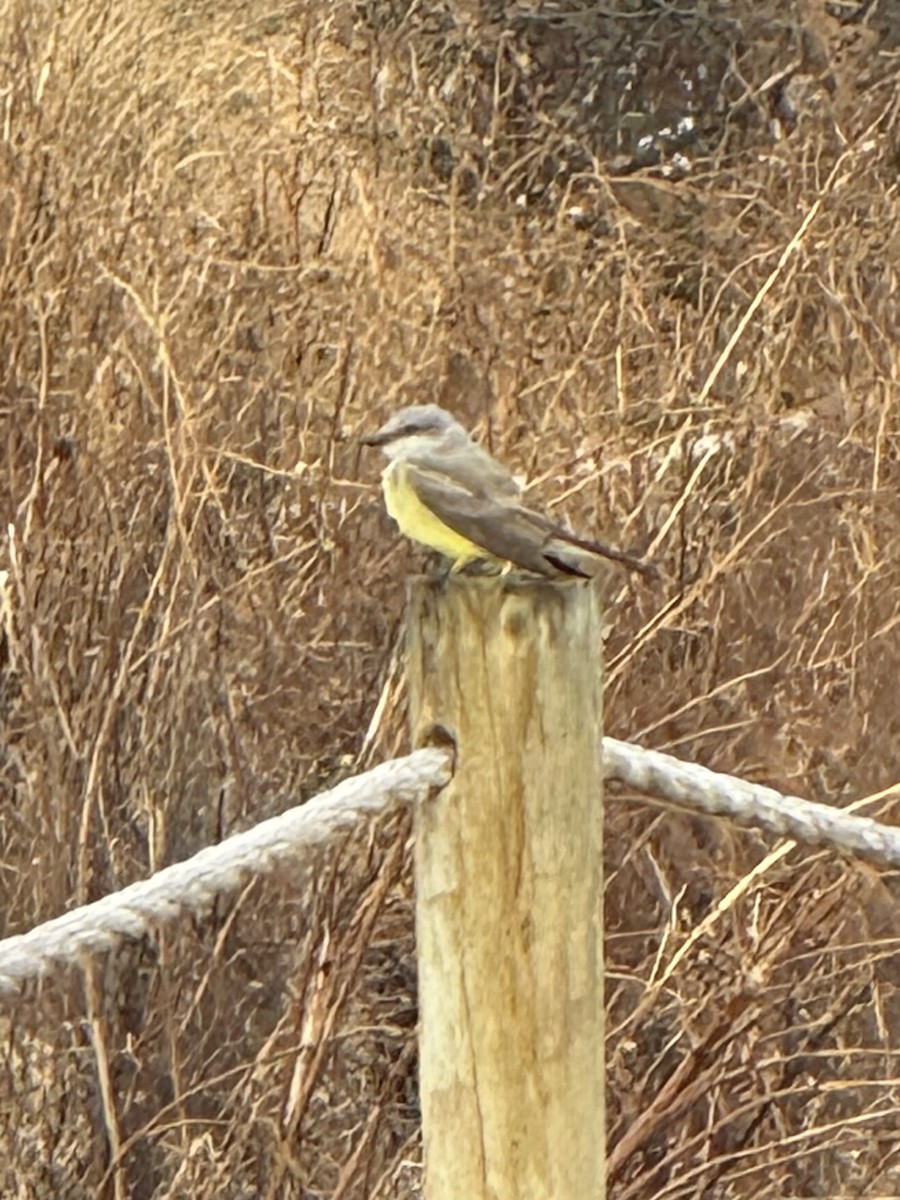 Western Kingbird - ML647792882