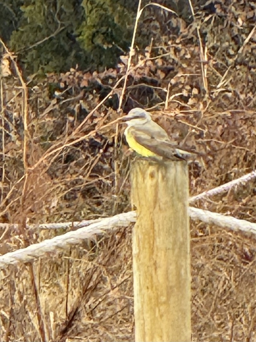 Western Kingbird - ML647792883