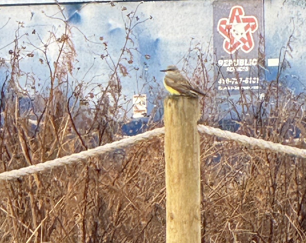 Western Kingbird - ML647792884