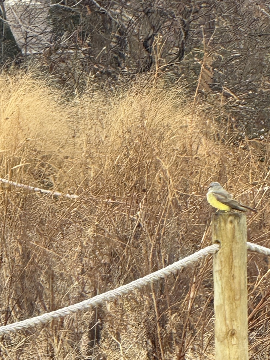 Western Kingbird - ML647792885