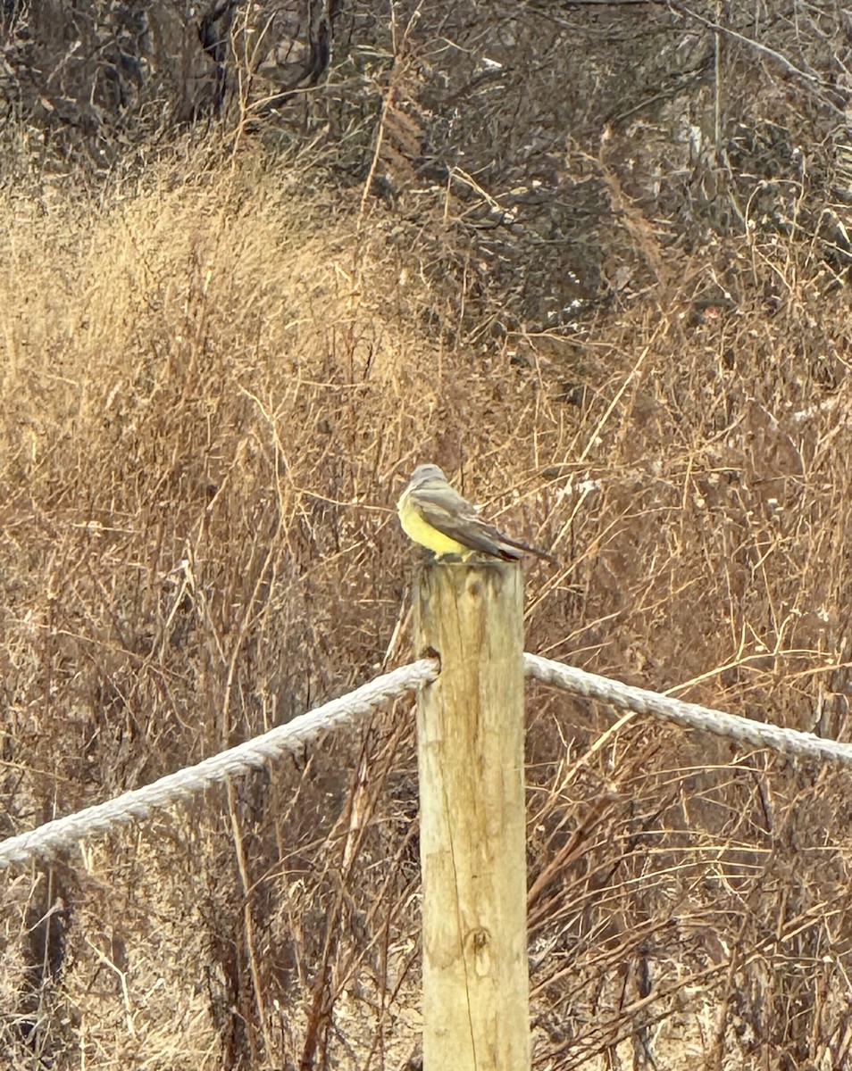 Western Kingbird - ML647792886