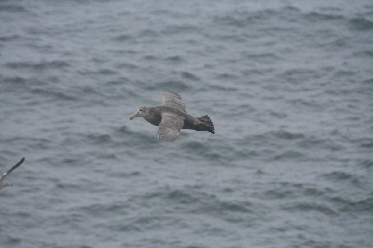 sørkjempepetrell - ML647792889