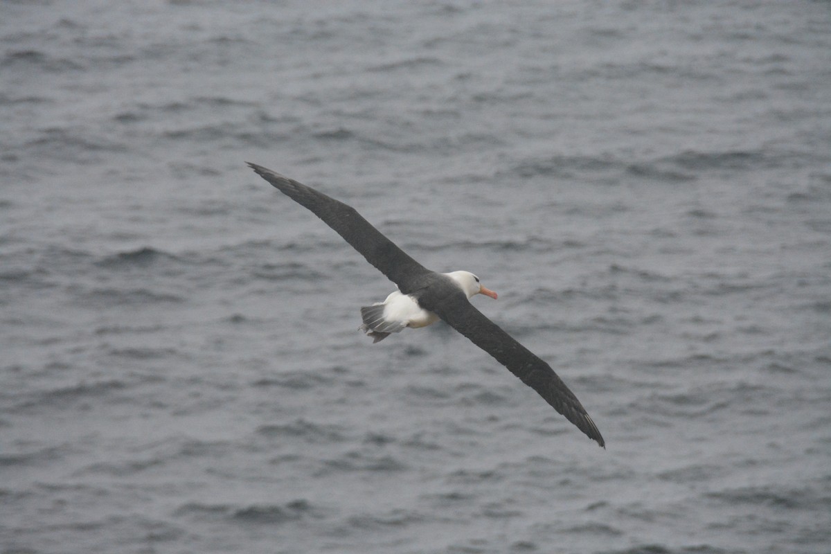 Black-browed Albatross - ML647792902