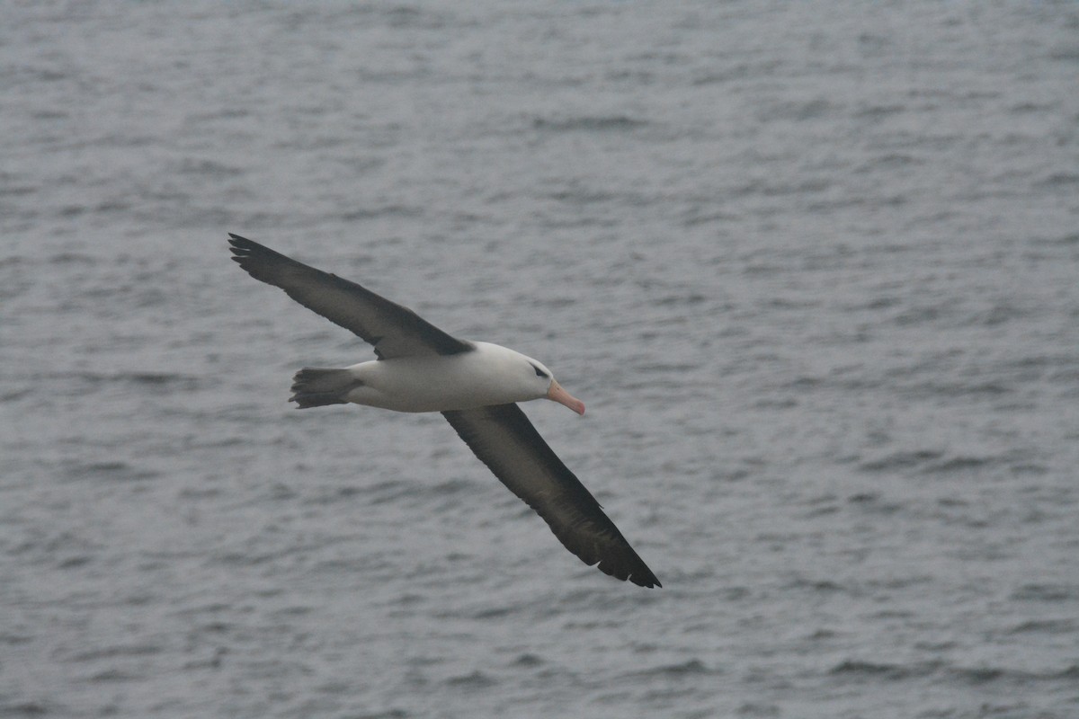 Black-browed Albatross - ML647792903