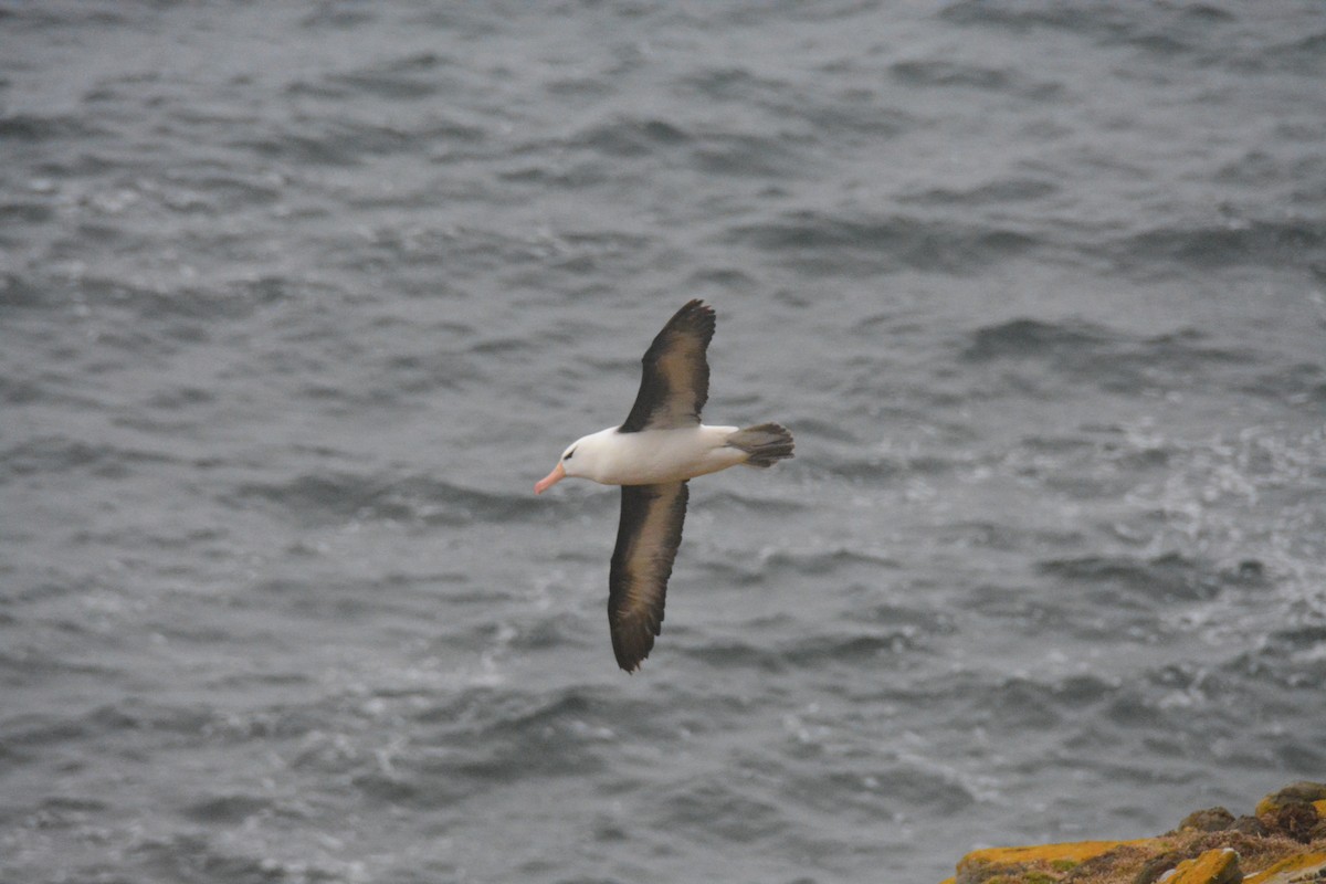 Black-browed Albatross - ML647792904