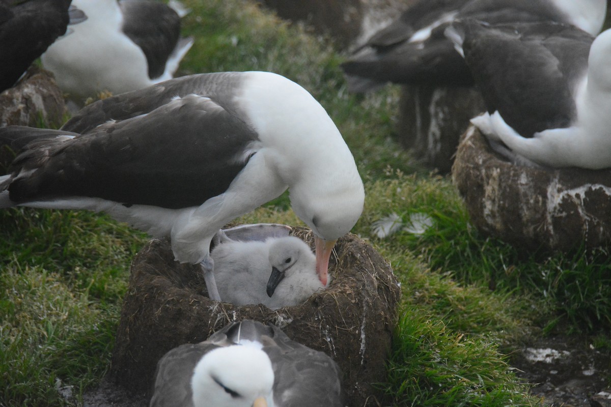 Black-browed Albatross - ML647792905