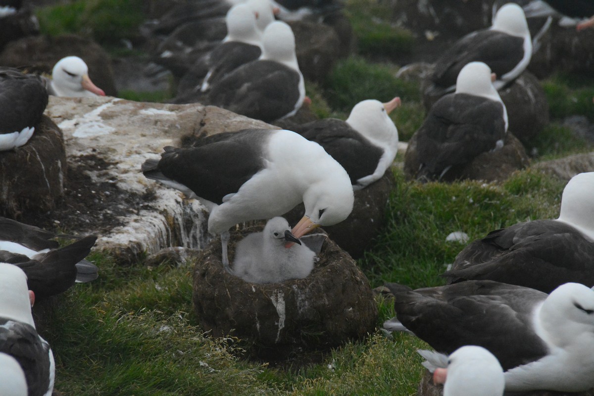 Black-browed Albatross - ML647792906