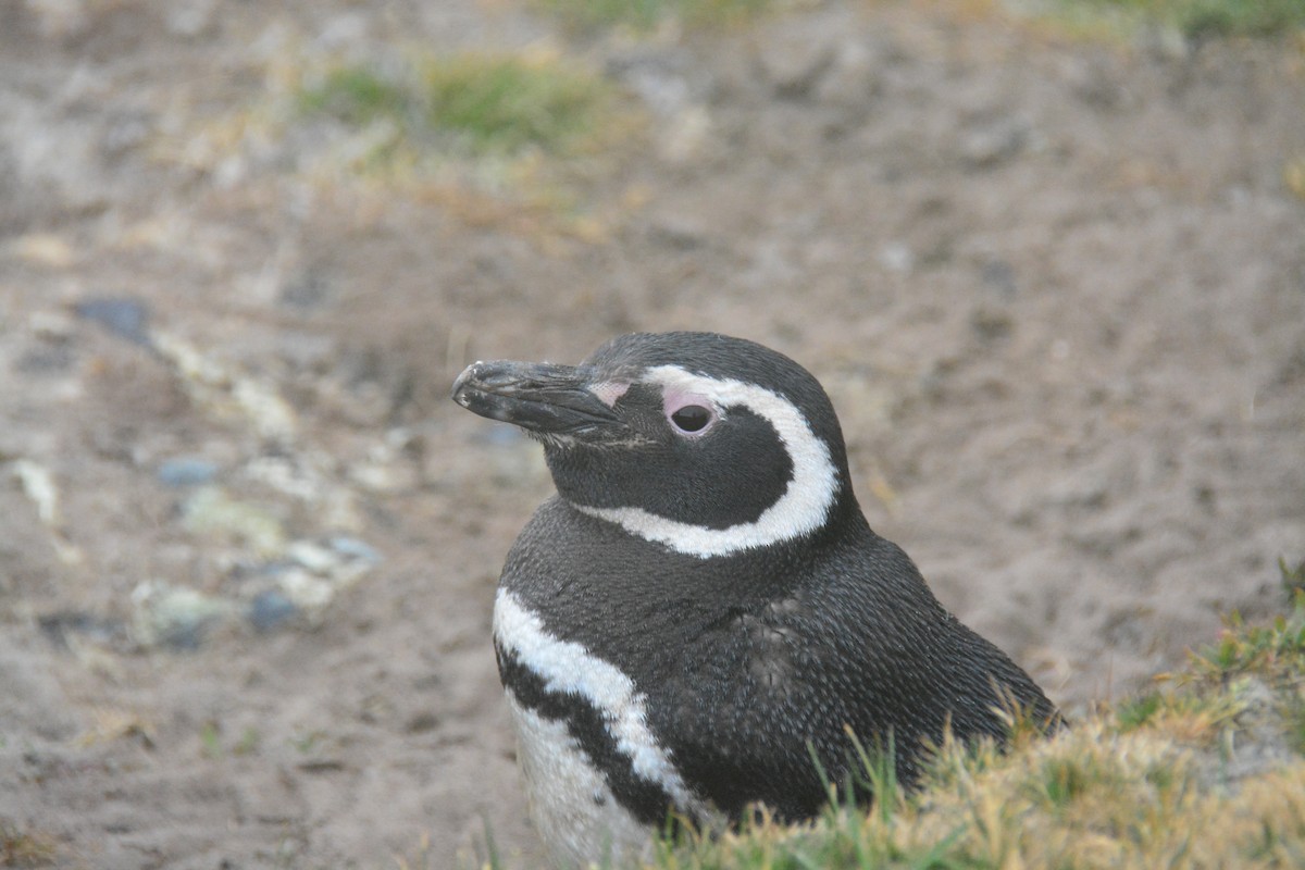 Magellanic Penguin - ML647792907