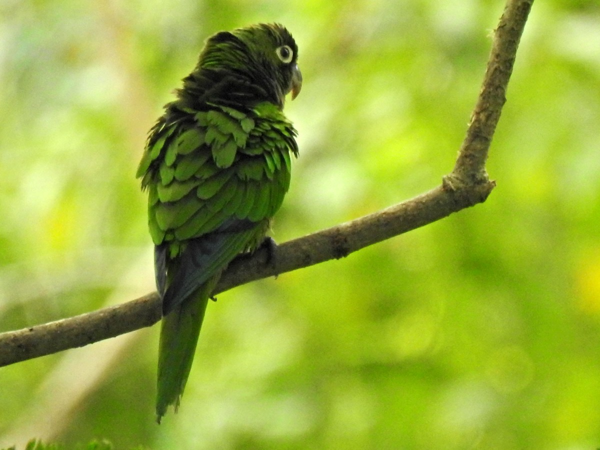 Olive-throated Parakeet - ML647792908