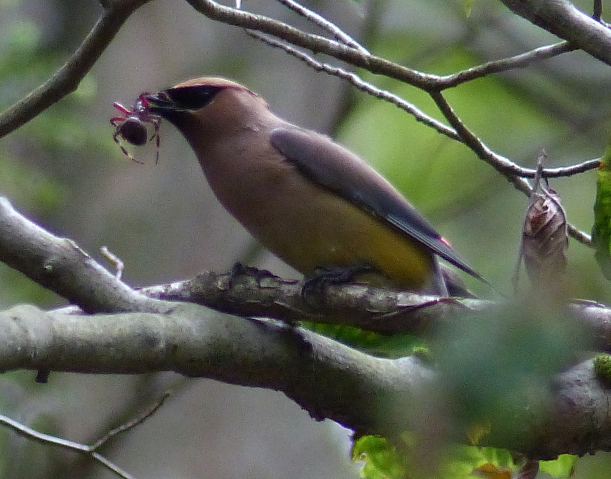 Cedar Waxwing - ML647792909