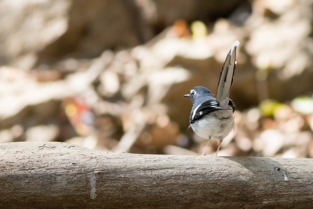 Slaty-backed Forktail - ML647792911
