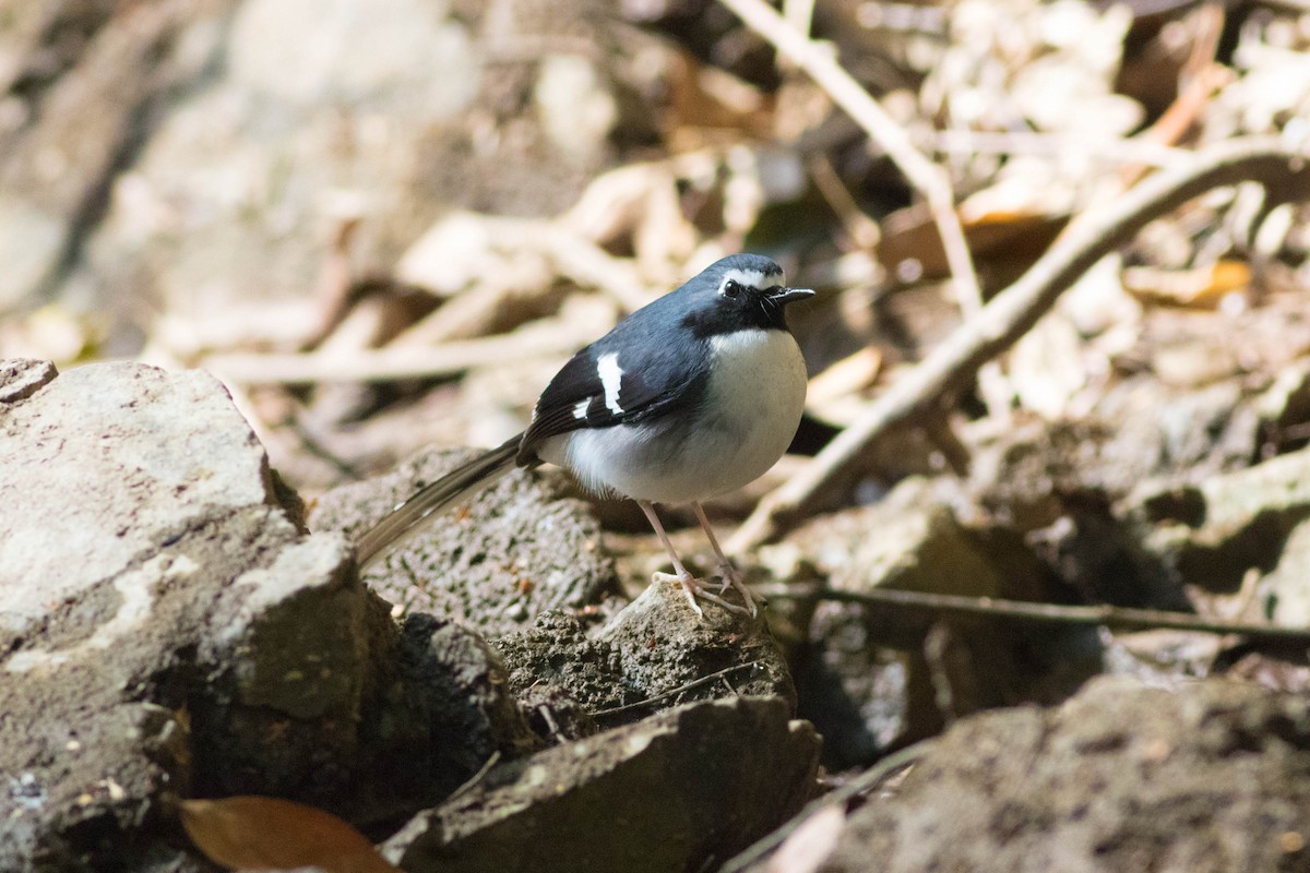 Slaty-backed Forktail - ML647792912