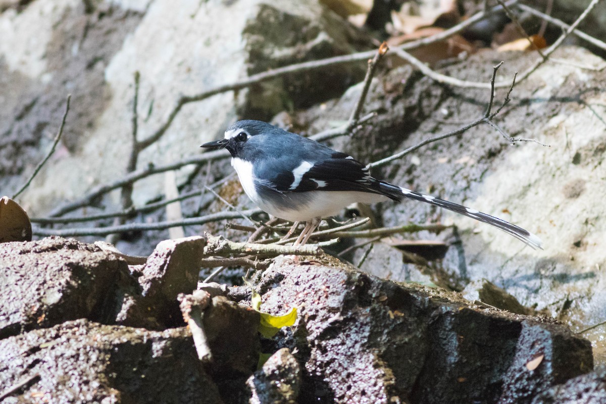 Slaty-backed Forktail - ML647792913