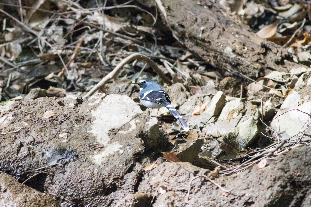 Slaty-backed Forktail - ML647792914