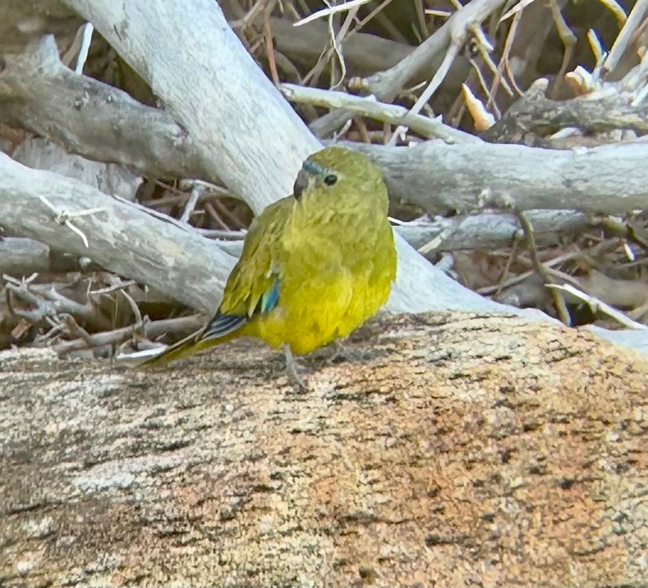 Rock Parrot - ML647792915