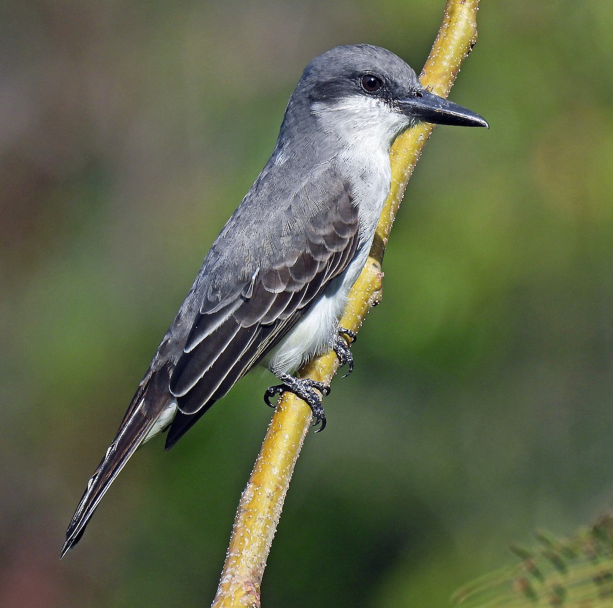 Gray Kingbird - ML647792916