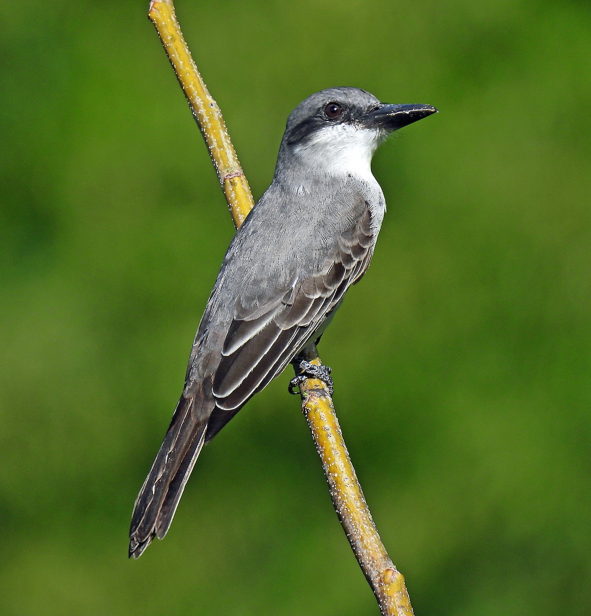 Gray Kingbird - ML647792917