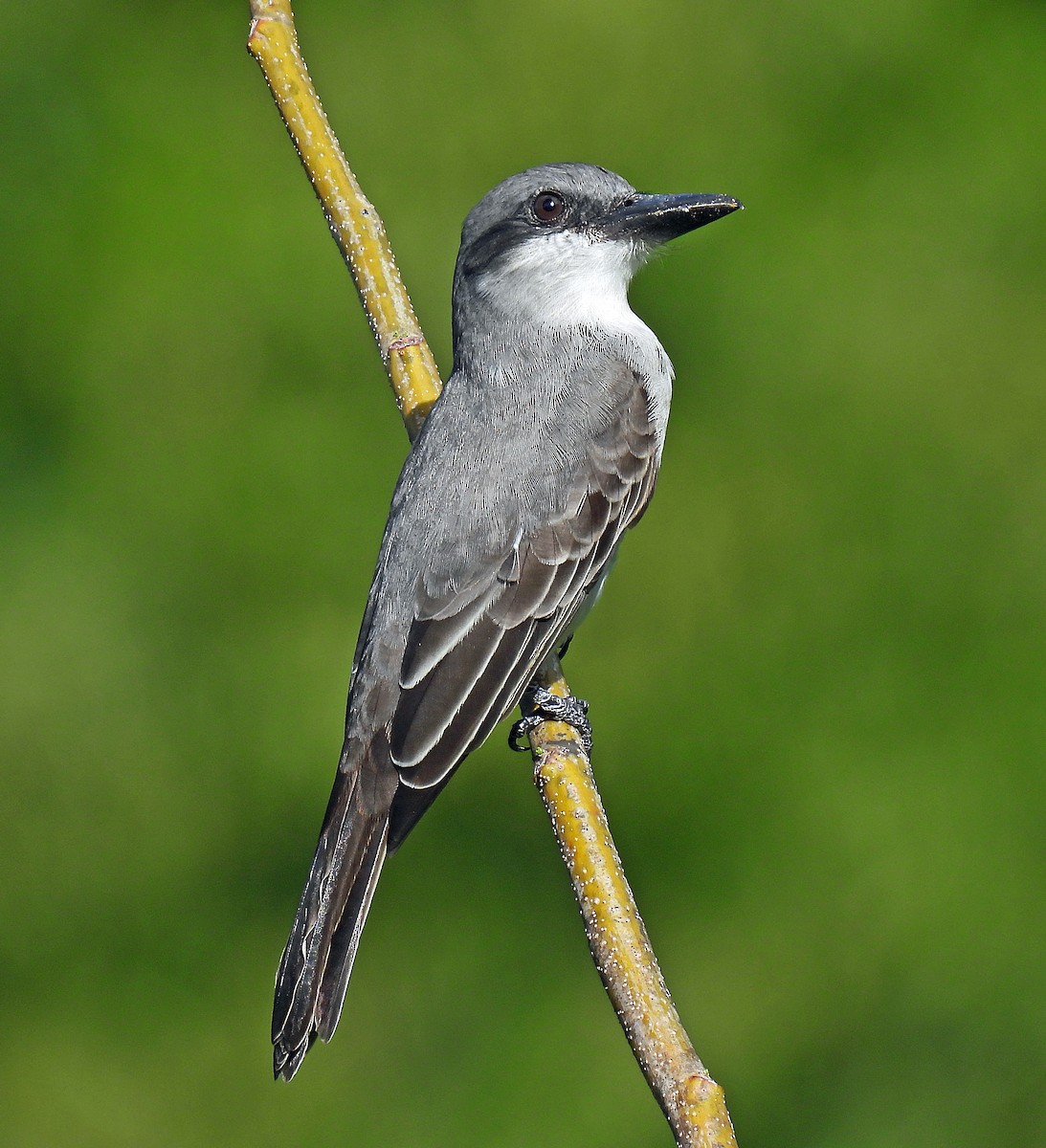 Gray Kingbird - ML647792918