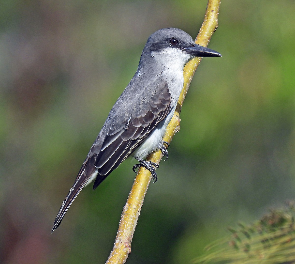 Gray Kingbird - ML647792919