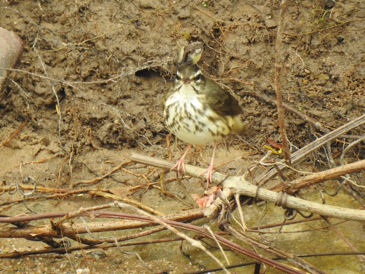 Louisiana Waterthrush - ML647792920