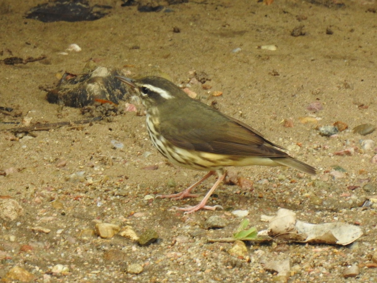 Louisiana Waterthrush - ML647792921