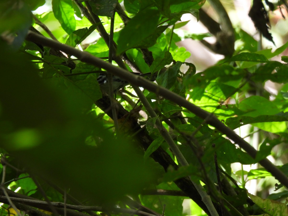 Black-and-white Warbler - ML647792922