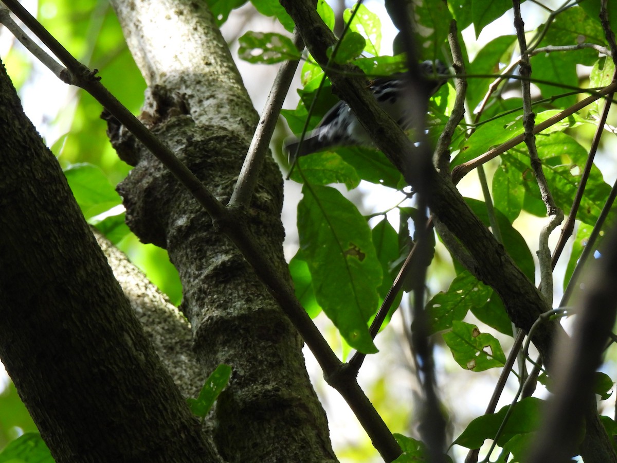 Black-and-white Warbler - ML647792923