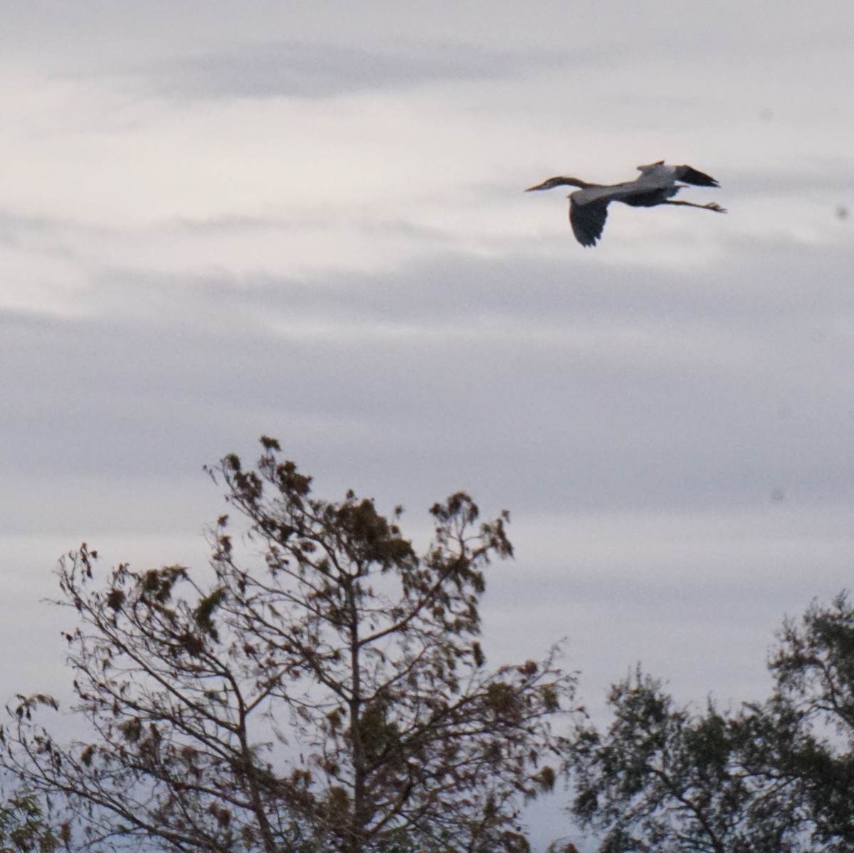 Great Blue Heron - ML647792926