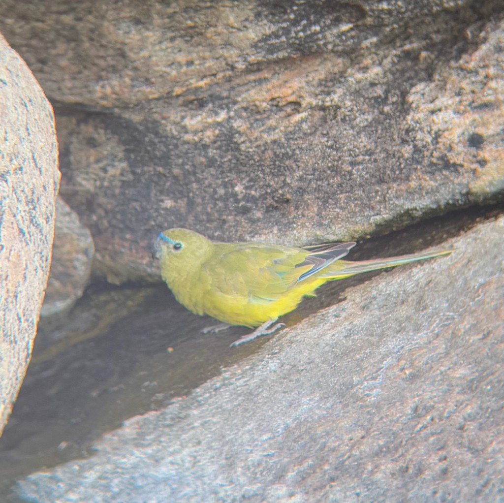 Rock Parrot - ML647792927