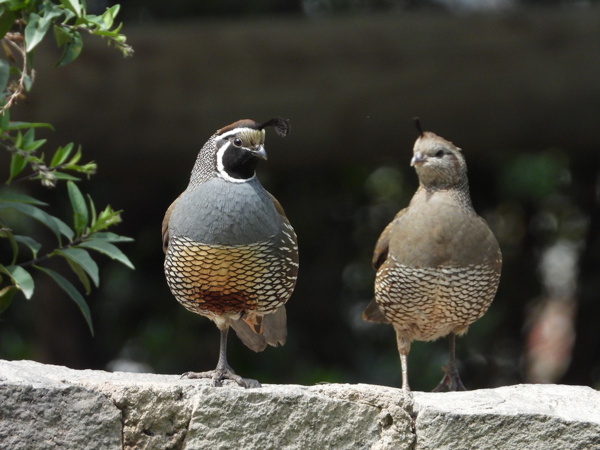 California Quail - ML647792928