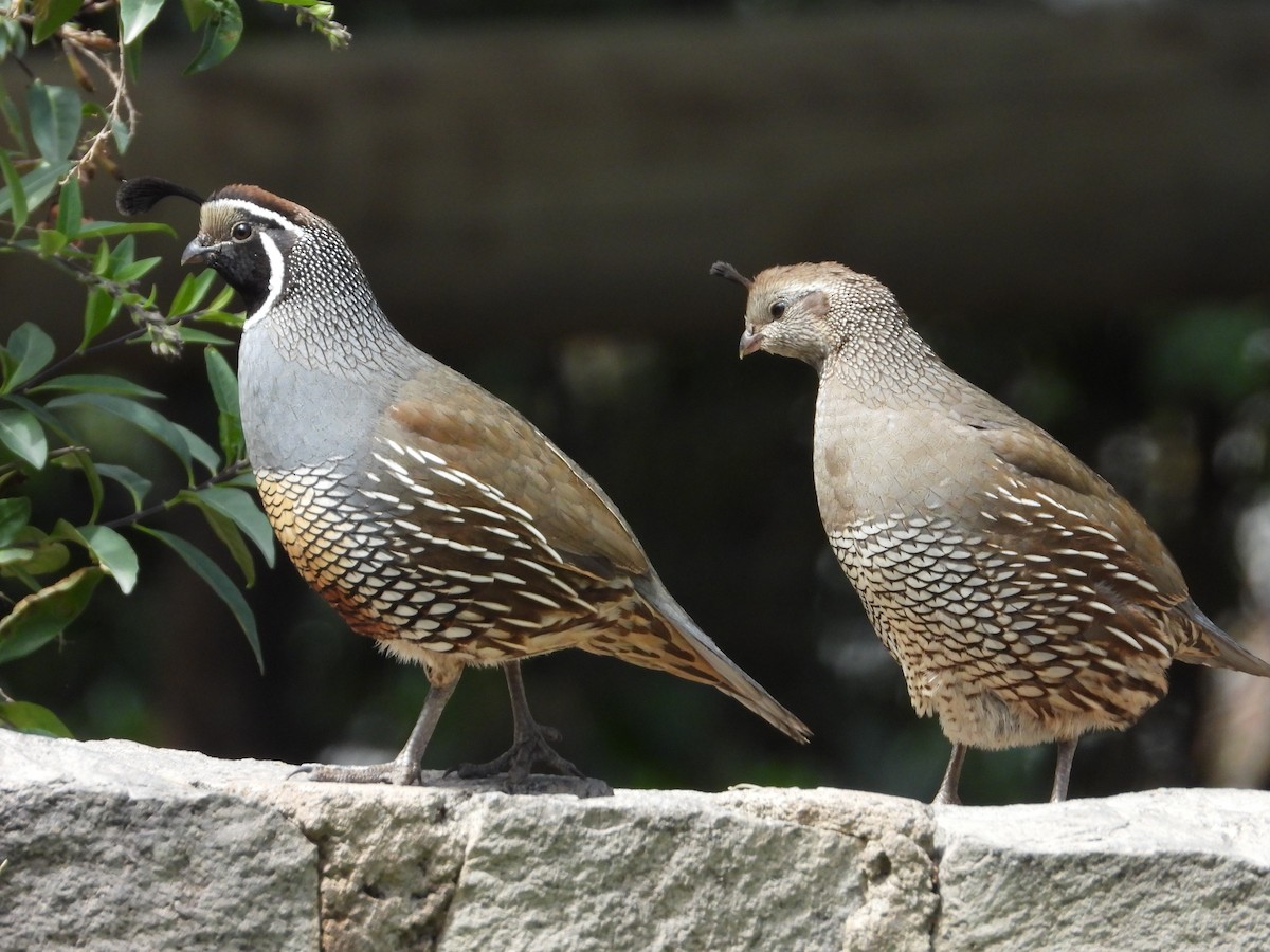 California Quail - ML647792929