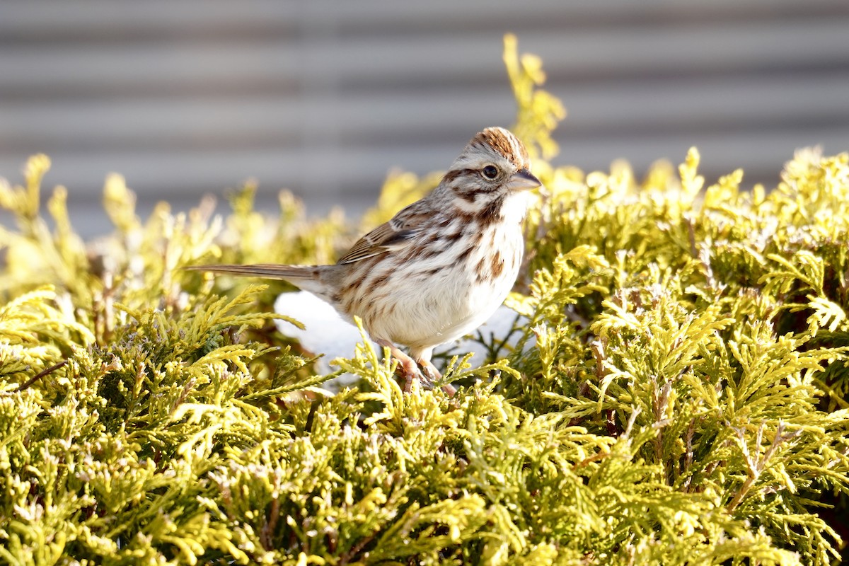 Song Sparrow - ML647792930