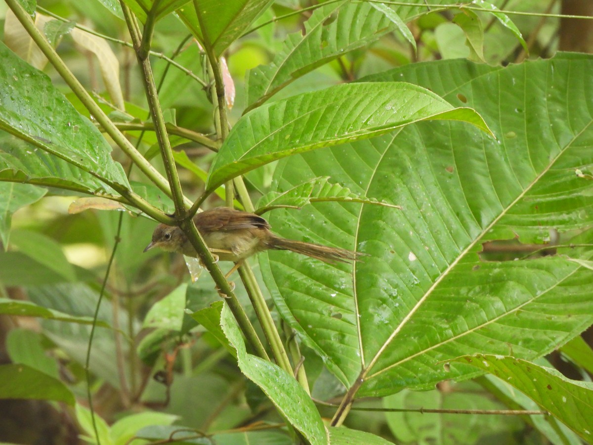Pale-breasted Spinetail - ML647792931