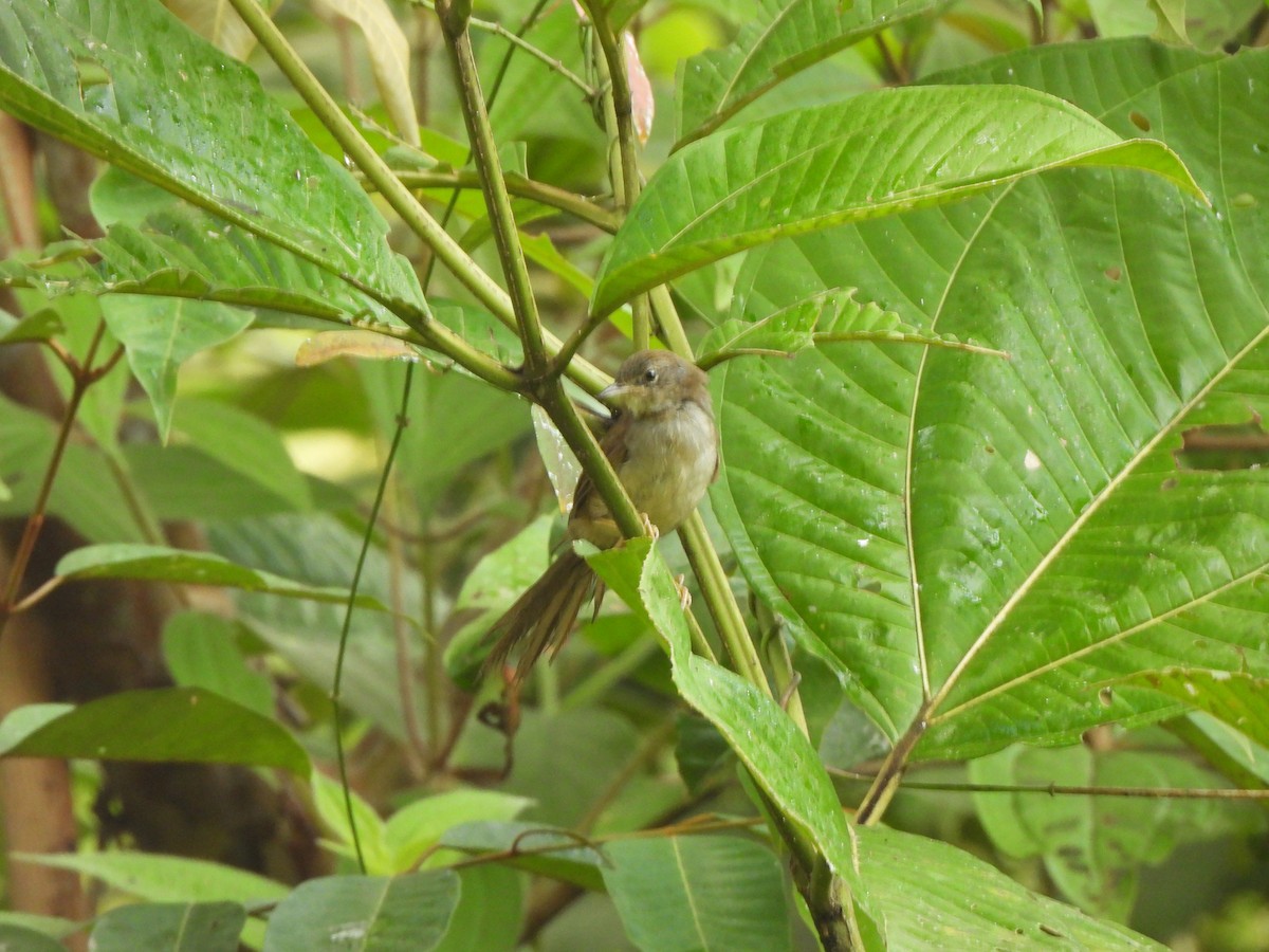 Pale-breasted Spinetail - ML647792932