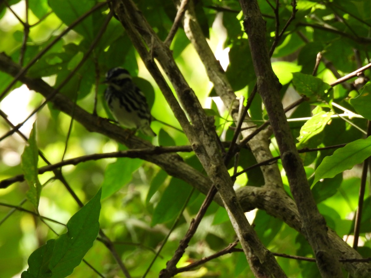 Black-and-white Warbler - ML647792943