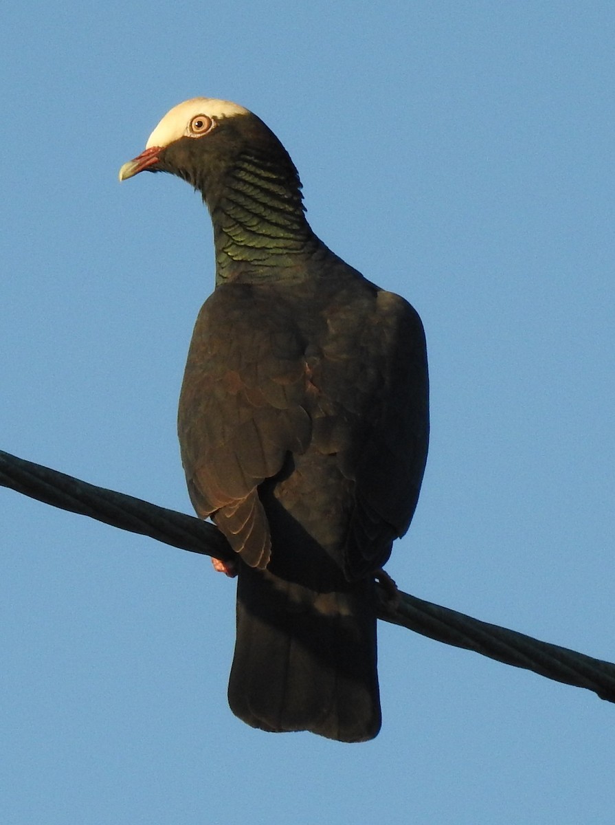 holub antilský - ML647792946