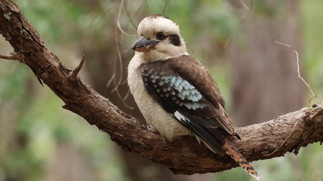 Laughing Kookaburra - ML647792955