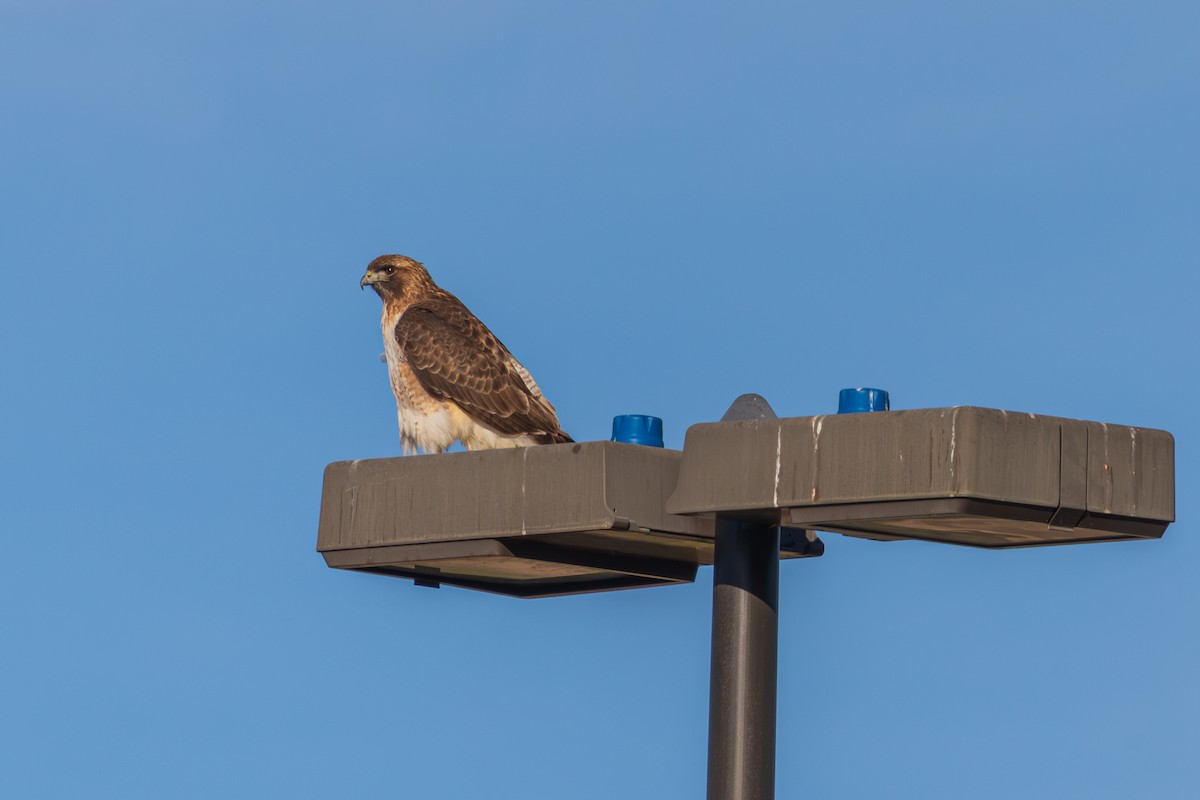 Red-tailed Hawk - ML647792957