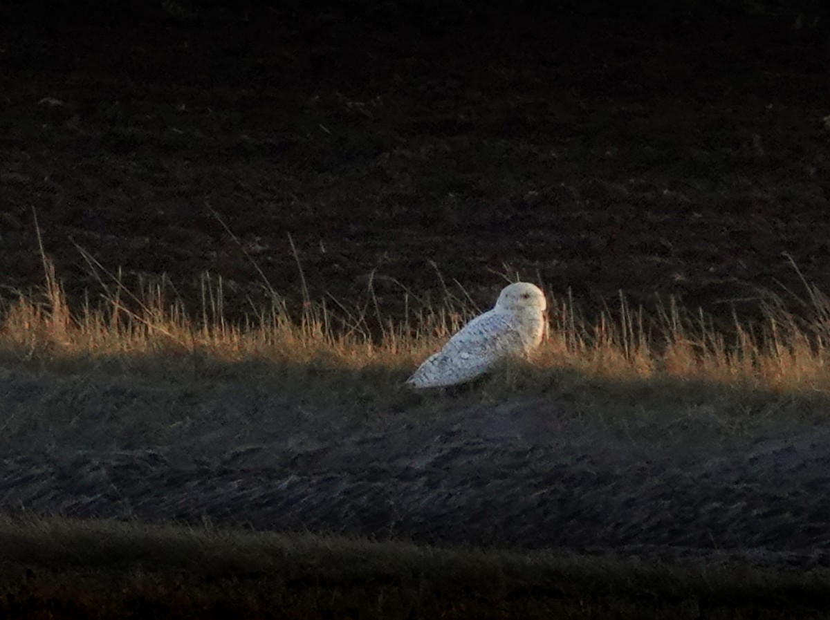 Snowy Owl - ML647792970