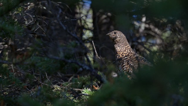 Spruce Grouse - ML647792992