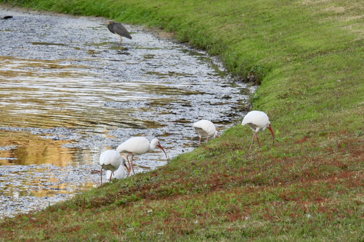 Ібіс білий - ML647793000