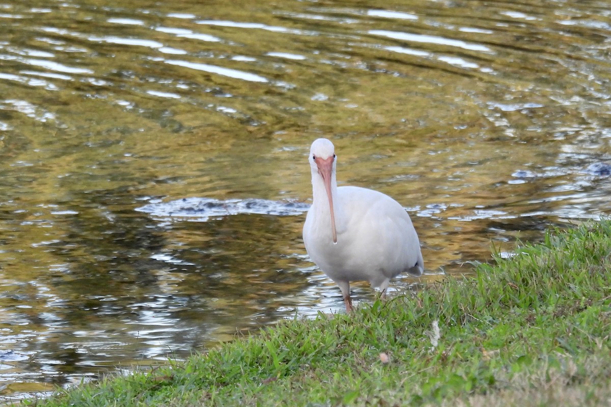 Ібіс білий - ML647793002