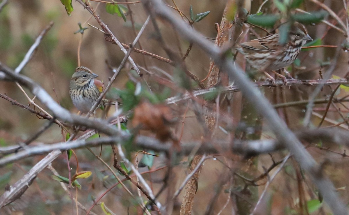 strnadec pruhohlavý - ML647793003